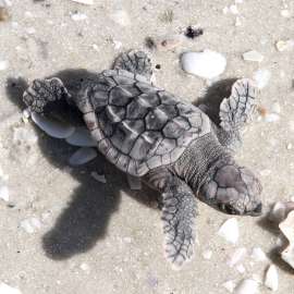 One Loggerhead Turtle’s 30-Year Journey